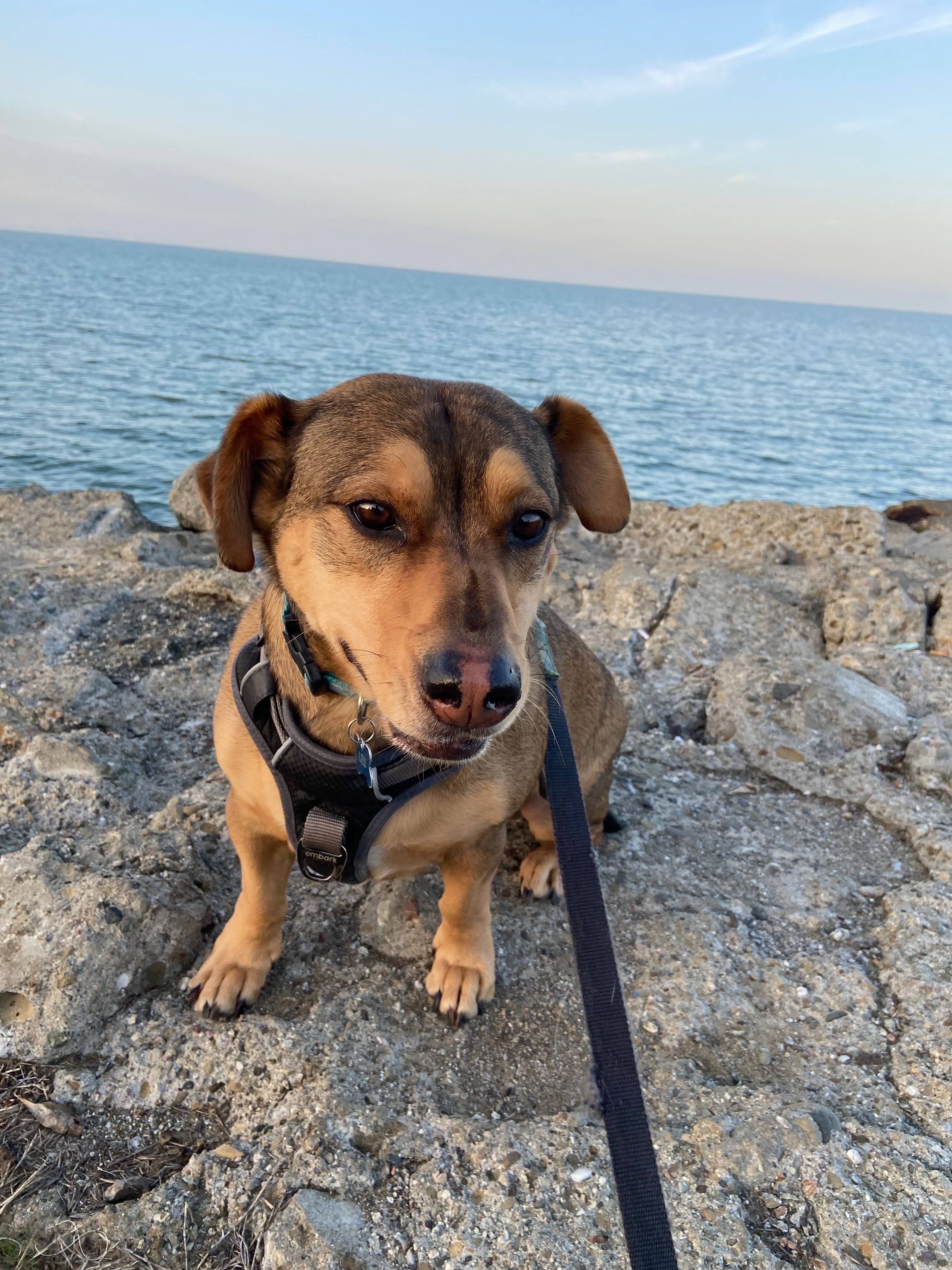 Original dog photo