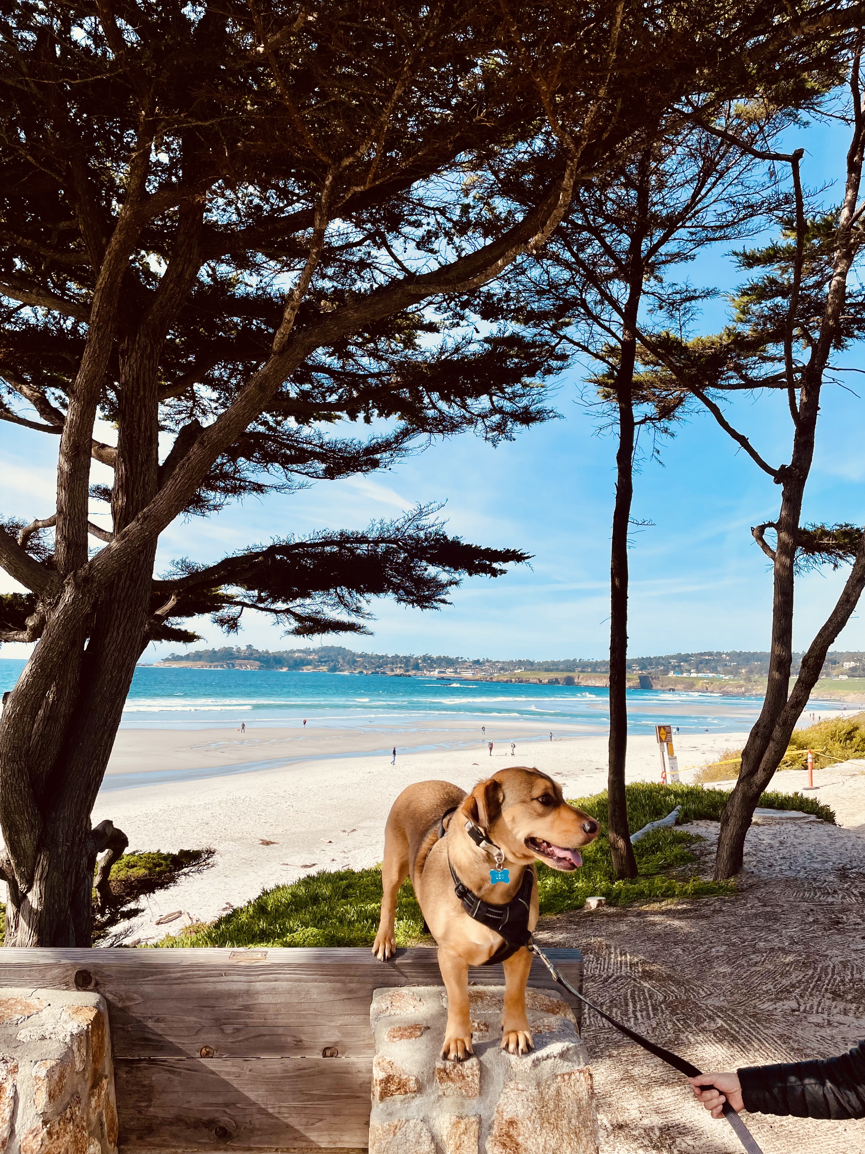 Original dog photo