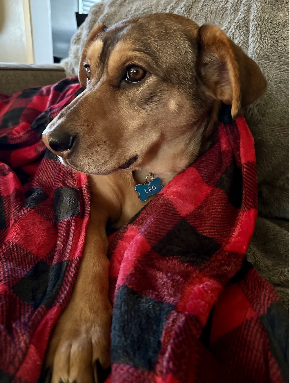 Leo the dog — original photo